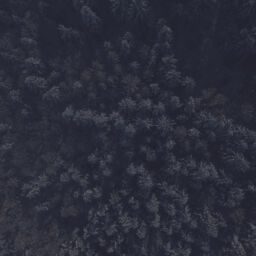 Aerial view of a dark, snowy forest.