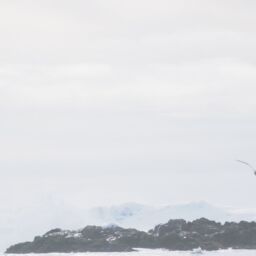 Seagull flying over rocky ocean shoreline.