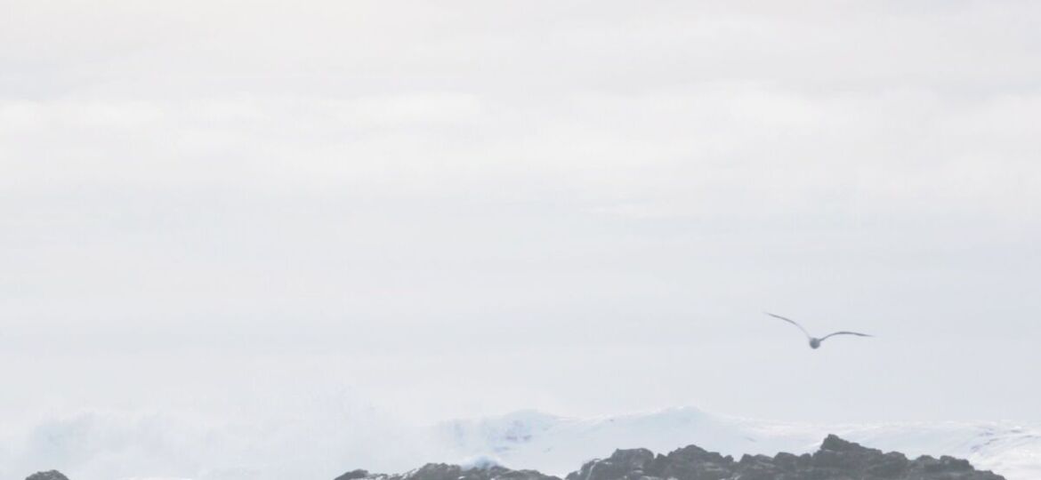 Seagull flying over rocky ocean shoreline.